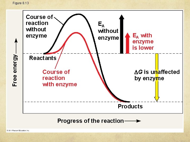 Figure 8. 13 Free energy Course of reaction without enzyme EA with enzyme is