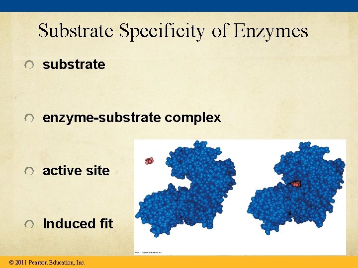 Substrate Specificity of Enzymes substrate enzyme-substrate complex active site Induced fit © 2011 Pearson