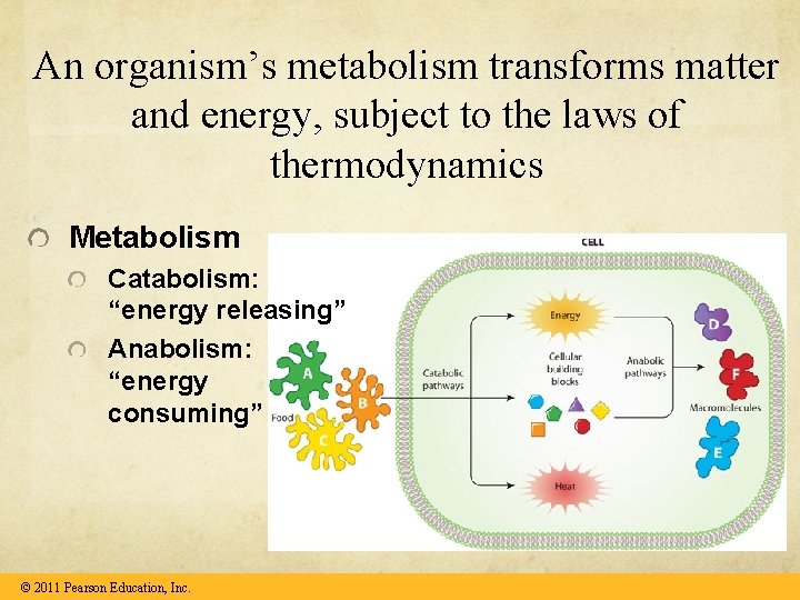 An organism’s metabolism transforms matter and energy, subject to the laws of thermodynamics Metabolism