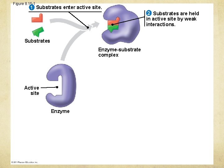 Figure 8. 15 -1 1 Substrates enter active site. 2 Substrates are held in
