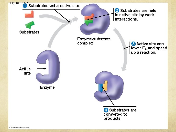 Figure 8. 15 -2 1 Substrates enter active site. 2 Substrates are held in