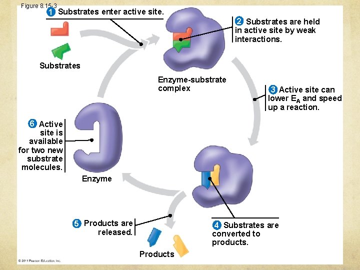 Figure 8. 15 -3 1 Substrates enter active site. 2 Substrates are held in