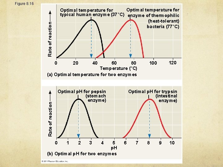 Figure 8. 16 Rate of reaction Optimal temperature for typical human enzyme (37°C) enzyme
