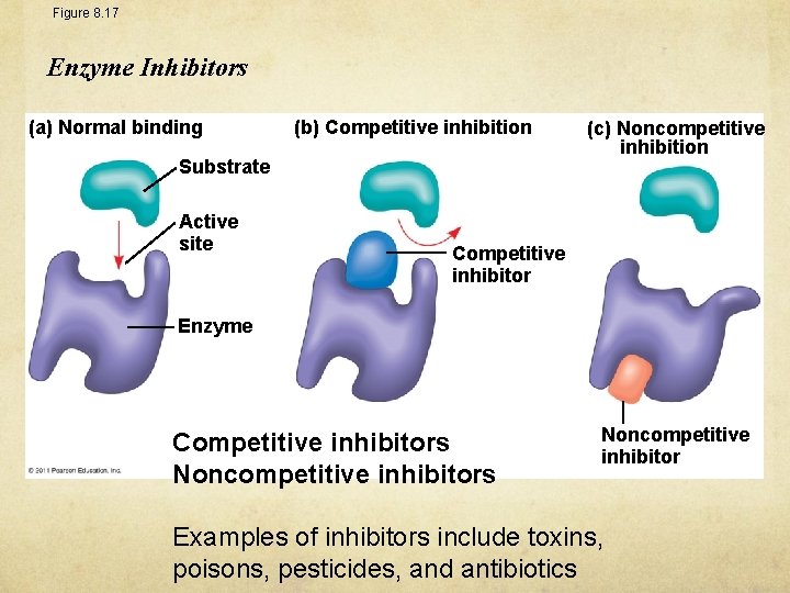 Figure 8. 17 Enzyme Inhibitors (a) Normal binding (b) Competitive inhibition Substrate Active site