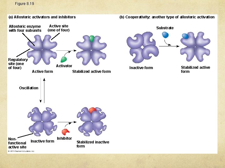 Figure 8. 19 (b) Cooperativity: another type of allosteric activation (a) Allosteric activators and