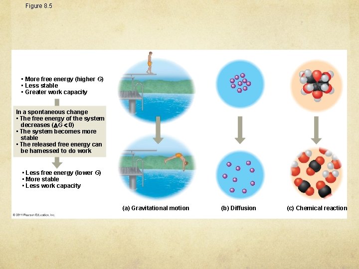 Figure 8. 5 • More free energy (higher G) • Less stable • Greater