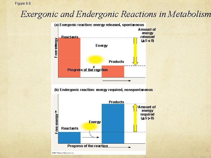 Figure 8. 6 Exergonic and Endergonic Reactions in Metabolism Free energy (a) Exergonic reaction: