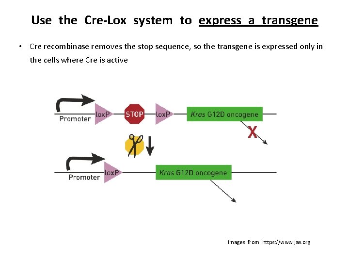 Use the Cre-Lox system to express a transgene • Cre recombinase removes the stop