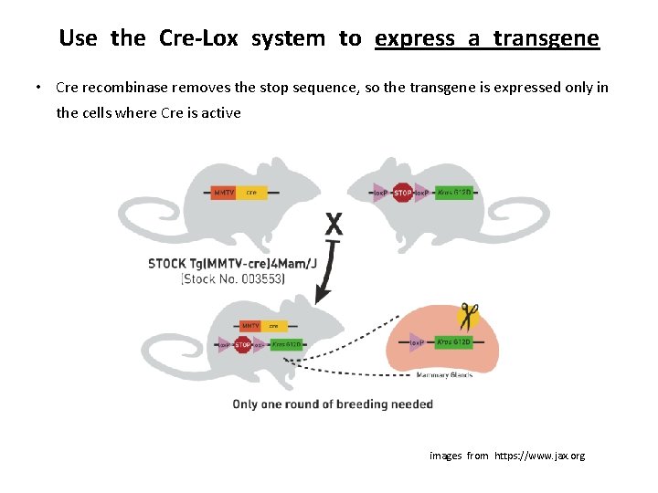Use the Cre-Lox system to express a transgene • Cre recombinase removes the stop