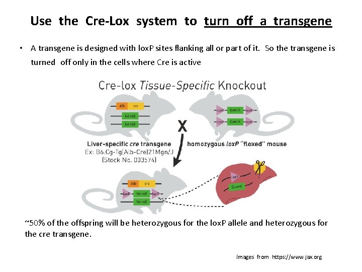 Use the Cre-Lox system to turn off a transgene • A transgene is designed