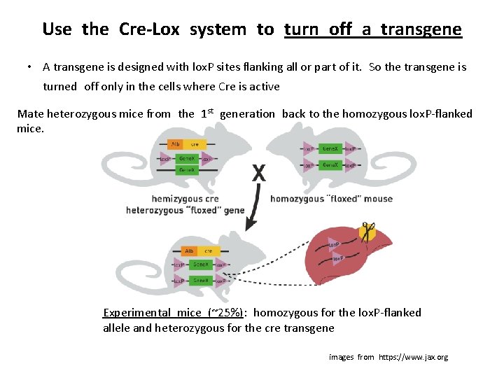 Use the Cre-Lox system to turn off a transgene • A transgene is designed