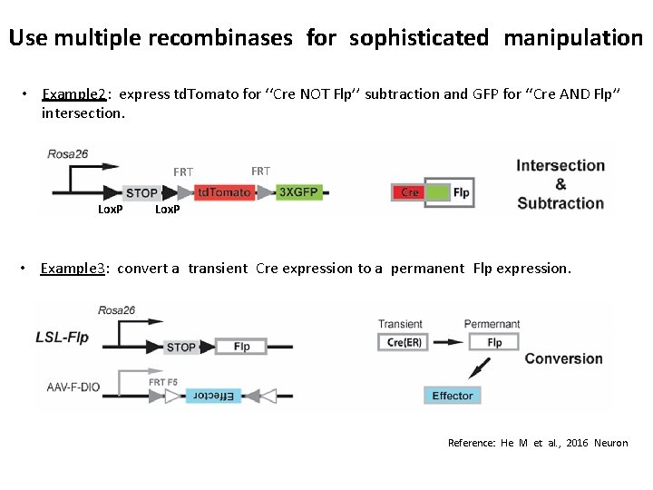 Use multiple recombinases for sophisticated manipulation • Example 2: express td. Tomato for ‘‘Cre
