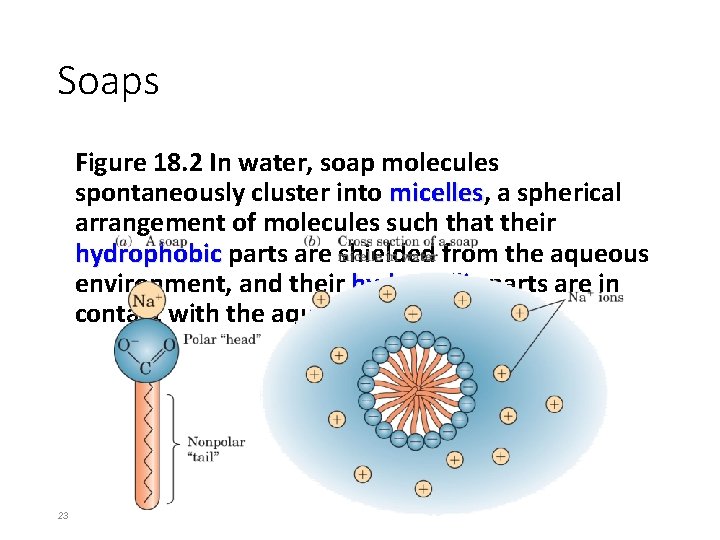 Soaps Figure 18. 2 In water, soap molecules spontaneously cluster into micelles, micelles a