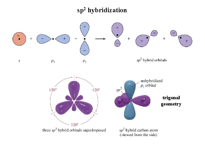 sp 2 hybridization trigonal geometry 