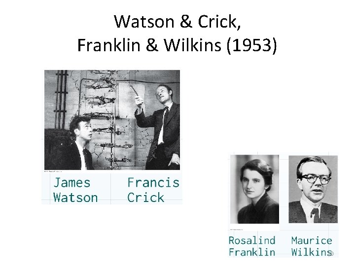 Watson & Crick, Franklin & Wilkins (1953) 10 