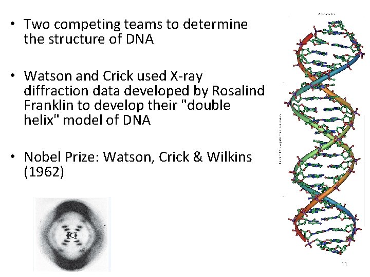  • Two competing teams to determine the structure of DNA • Watson and