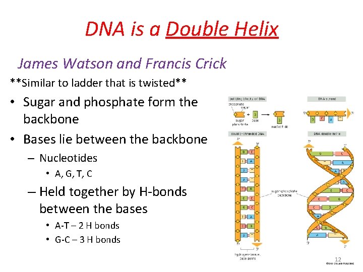 DNA is a Double Helix James Watson and Francis Crick **Similar to ladder that