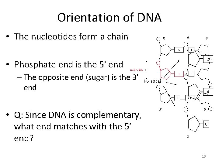 Orientation of DNA • The nucleotides form a chain • Phosphate end is the