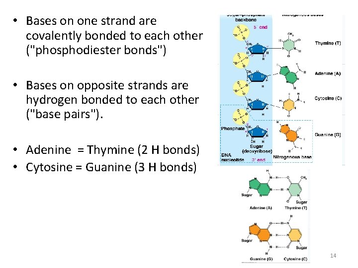  • Bases on one strand are covalently bonded to each other ("phosphodiester bonds")