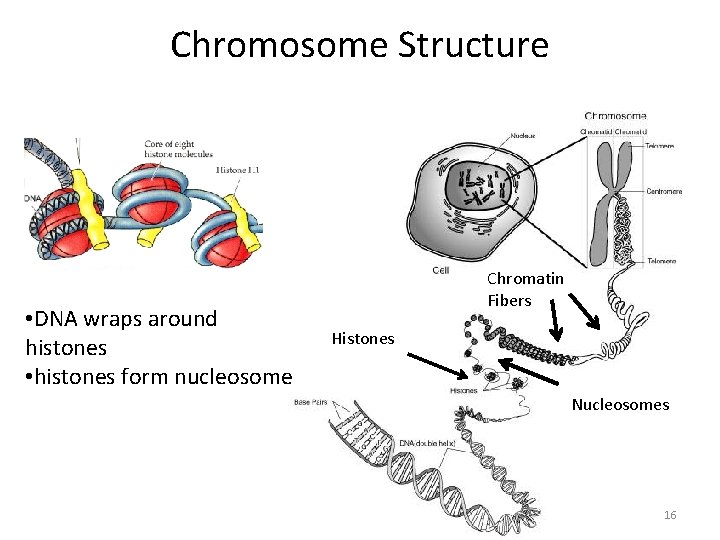 Chromosome Structure • DNA wraps around histones • histones form nucleosome Chromatin Fibers Histones