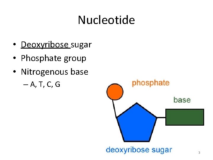 Nucleotide • Deoxyribose sugar • Phosphate group • Nitrogenous base – A, T, C,