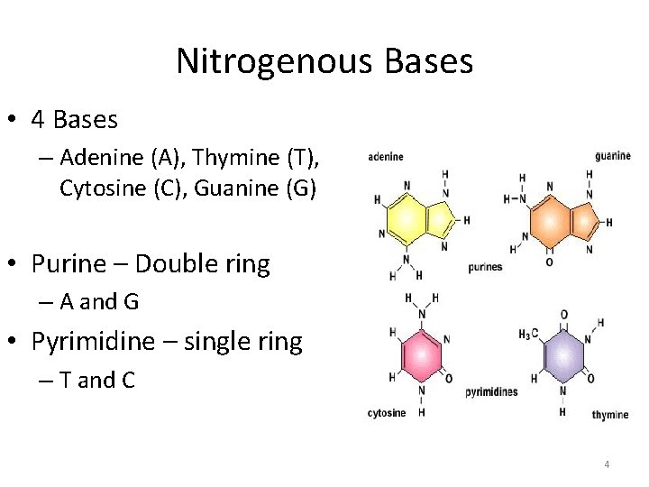 Nitrogenous Bases • 4 Bases – Adenine (A), Thymine (T), Cytosine (C), Guanine (G)