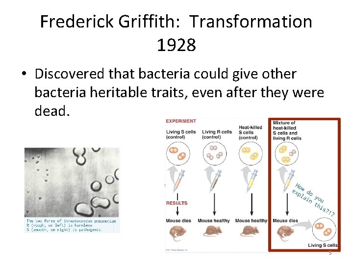 Frederick Griffith: Transformation 1928 • Discovered that bacteria could give other bacteria heritable traits,