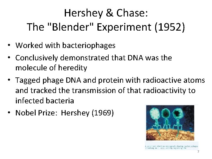 Hershey & Chase: The "Blender" Experiment (1952) • Worked with bacteriophages • Conclusively demonstrated