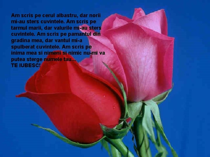 Am scris pe cerul albastru, dar norii mi-au sters cuvintele. Am scris pe tarmul Am scris pe cerul albastru, dar norii mi-au sters cuvintele. Am scris pe tarmul