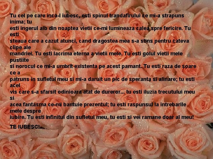 Tu cel pe care inca-l iubesc, esti spinul trandafirului ce mi-a strapuns inima; tu Tu cel pe care inca-l iubesc, esti spinul trandafirului ce mi-a strapuns inima; tu
