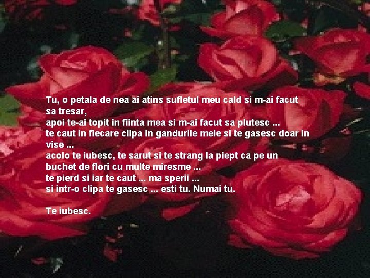 Tu, o petala de nea ai atins sufletul meu cald si m-ai facut sa Tu, o petala de nea ai atins sufletul meu cald si m-ai facut sa