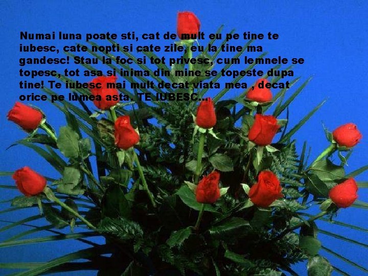 Numai luna poate sti, cat de mult eu pe tine te iubesc, cate nopti Numai luna poate sti, cat de mult eu pe tine te iubesc, cate nopti