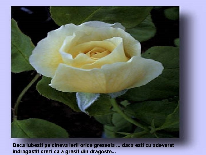 Daca iubesti pe cineva ierti orice greseala. . . daca esti cu adevarat indragostit Daca iubesti pe cineva ierti orice greseala. . . daca esti cu adevarat indragostit