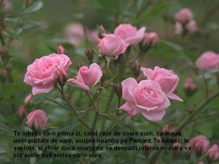 Te iubesc ca-n prima zi, cand raze de soare aurii, cadeaua usor purtate de Te iubesc ca-n prima zi, cand raze de soare aurii, cadeaua usor purtate de