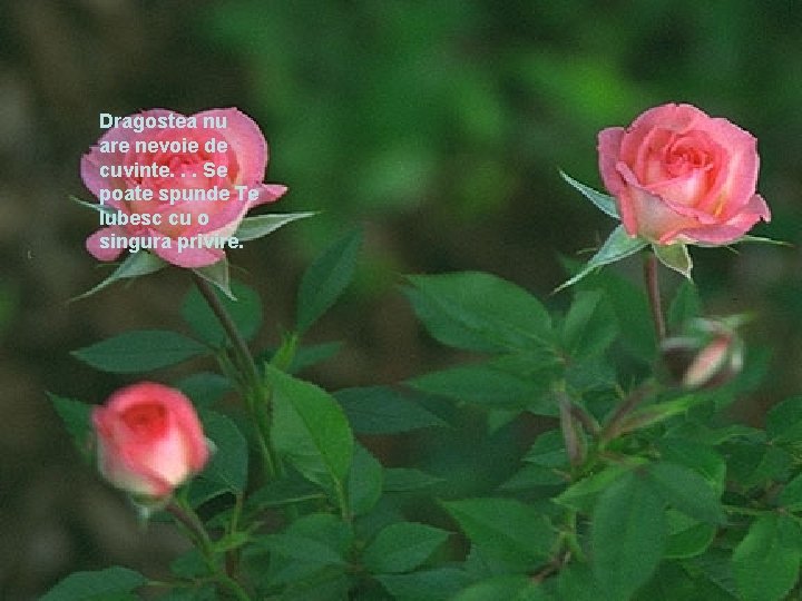 Dragostea nu are nevoie de cuvinte. . . Se poate spunde Te Iubesc cu Dragostea nu are nevoie de cuvinte. . . Se poate spunde Te Iubesc cu