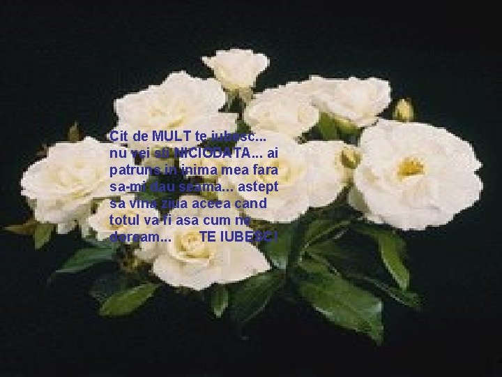 Cit de MULT te iubesc. . . nu vei sti NICIODATA. . . ai Cit de MULT te iubesc. . . nu vei sti NICIODATA. . . ai