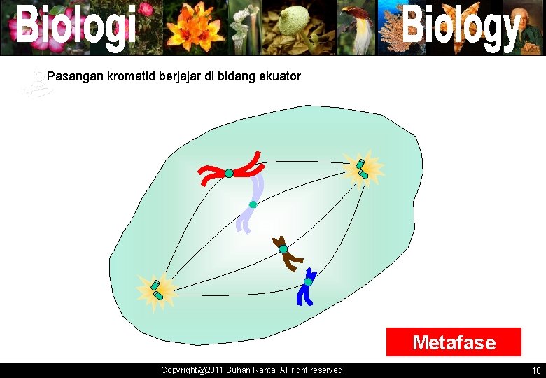 ` Pasangan kromatid berjajar di bidang ekuator ` Metafase Copyright@2011 Suhan Ranta. All right