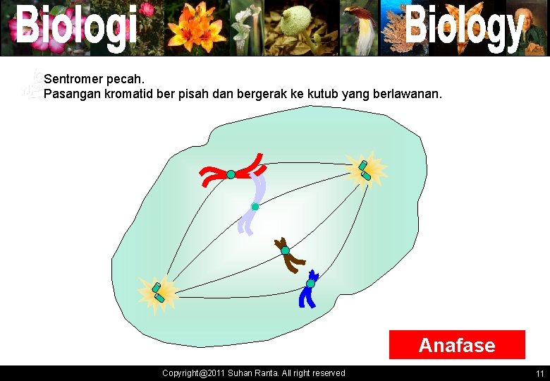 ` Sentromer pecah. Pasangan kromatid ber pisah dan bergerak ke kutub yang berlawanan. `