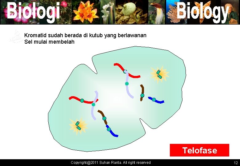 Kromatid sudah berada di kutub yang berlawanan Sel mulai membelah ` ` Telofase Copyright@2011