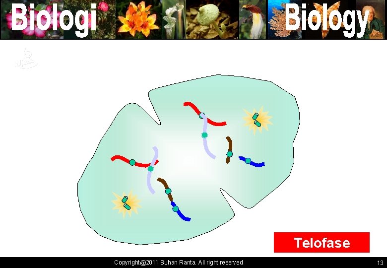 ` ` Telofase Copyright@2011 Suhan Ranta. All right reserved 1313 