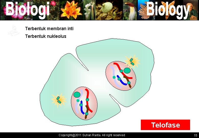 Terbentuk membran inti ` ` Terbentuk nukleolus ` ` Telofase Copyright@2011 Suhan Ranta. All