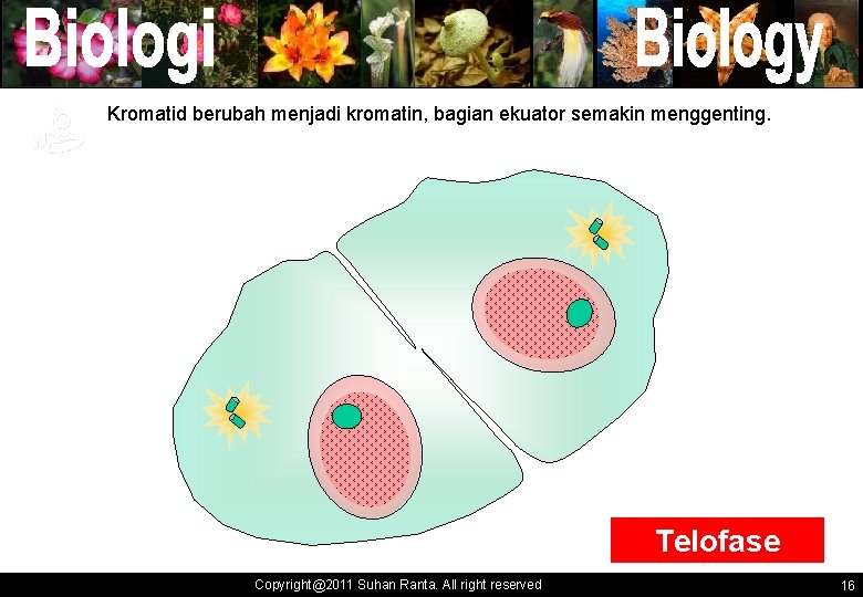 Kromatid berubah menjadi kromatin, bagian ekuator semakin menggenting. Telofase Copyright@2011 Suhan Ranta. All right