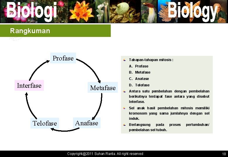 Rangkuman Profase Tahapan-tahapan mitosis : A. Profase B. Metafase C. Anatase Interfase Metafase D.