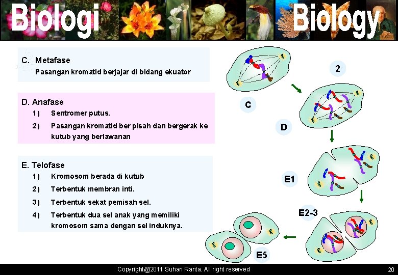 C. Metafase 2 Pasangan kromatid berjajar di bidang ekuator D. Anafase C 1) Sentromer