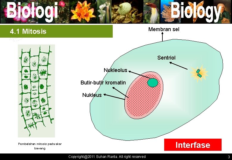 Membran sel 4. 1 Mitosis Sentriol Nukleolus Butir-butir kromatin Nukleus Interfase Pembelahan mitosis pada