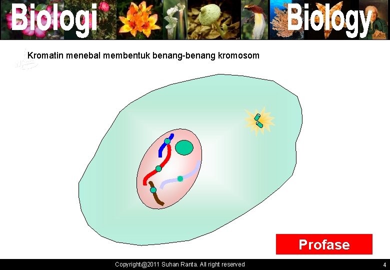 Kromatin menebal membentuk benang-benang kromosom ` ` Profase Copyright@2011 Suhan Ranta. All right reserved