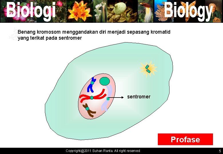 Benang kromosom menggandakan diri menjadi sepasang kromatid yang terikat pada sentromer ` ` sentromer