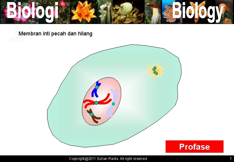 Membran inti pecah dan hilang ` ` Profase Copyright@2011 Suhan Ranta. All right reserved