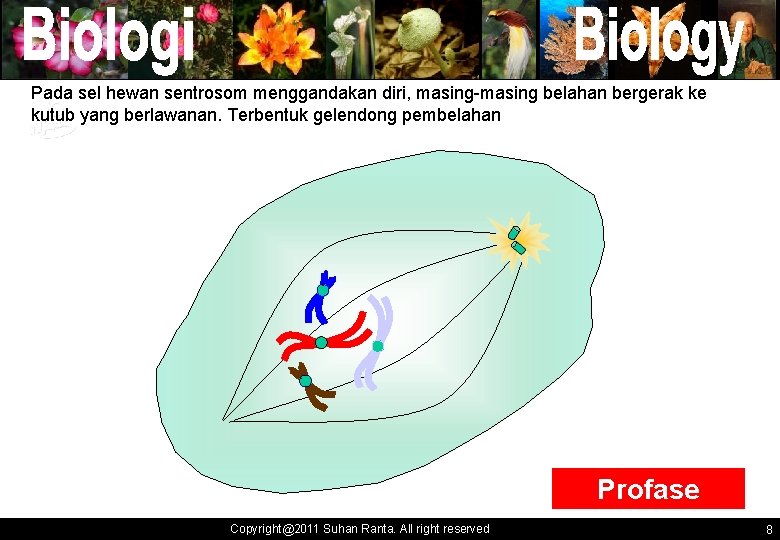 Pada sel hewan sentrosom menggandakan diri, masing-masing belahan bergerak ke kutub yang berlawanan. Terbentuk