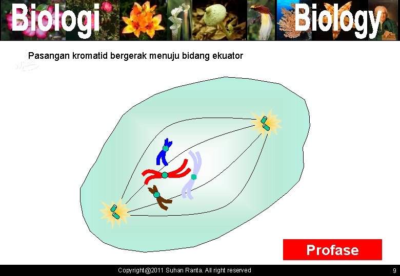 Pasangan kromatid bergerak menuju bidang ekuator ` ` Profase Copyright@2011 Suhan Ranta. All right